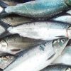 Ikan Bandeng: Kuliner Khas Imlek yang Menjadi Lambang Kemakmuran dan Pelunak Hati Mertua